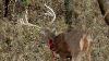 Didnt Go 20 5 Yard Shot On A Kansas Buck Self Filmed Bowhunting