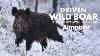 Driven Wild Boar Hunting In The Snow