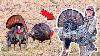 Multi Day Hunt For A Flock Of Stubborn Field Turkeys
